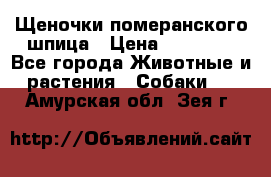 Щеночки померанского шпица › Цена ­ 25 000 - Все города Животные и растения » Собаки   . Амурская обл.,Зея г.